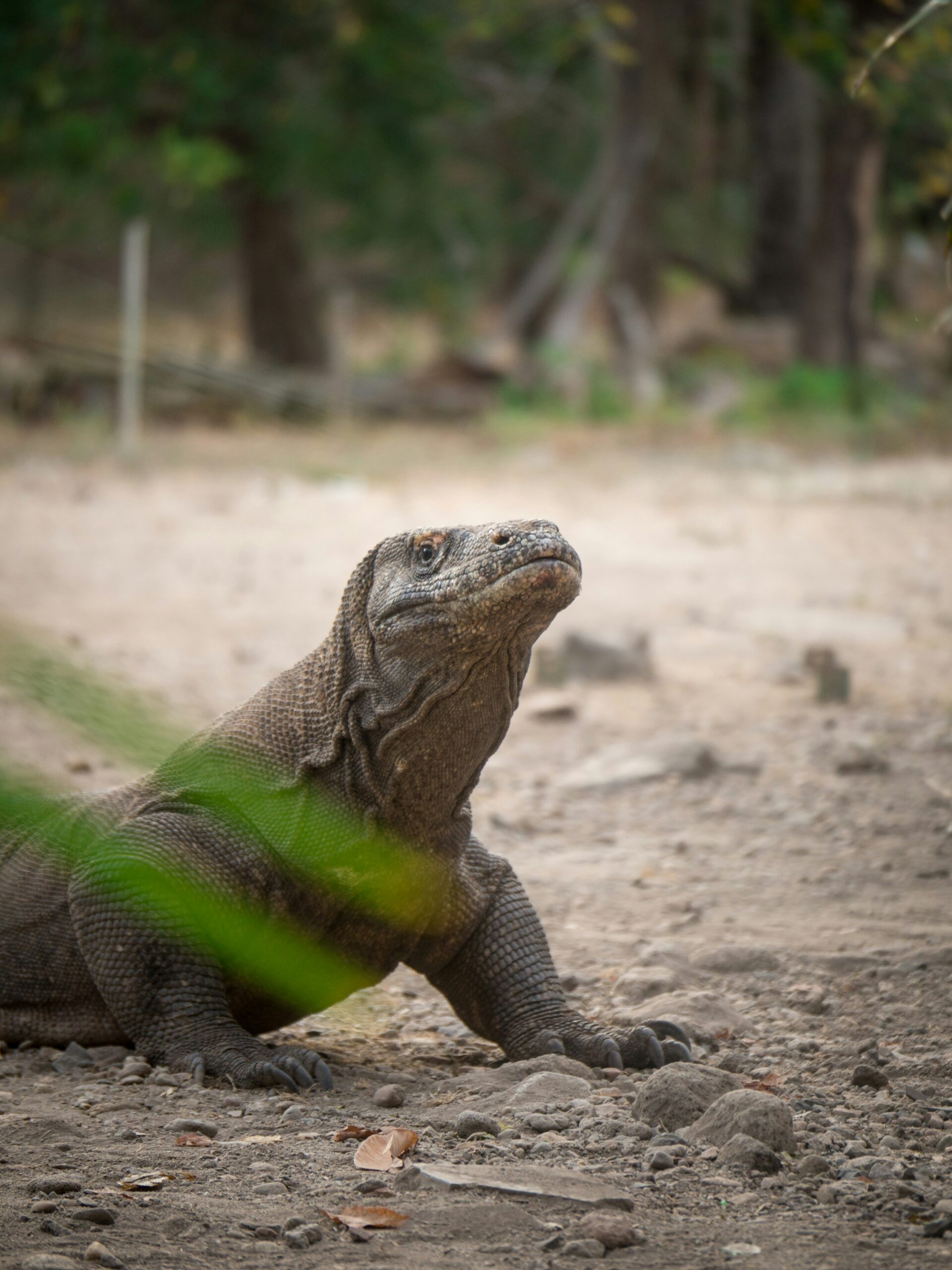 komodo national park