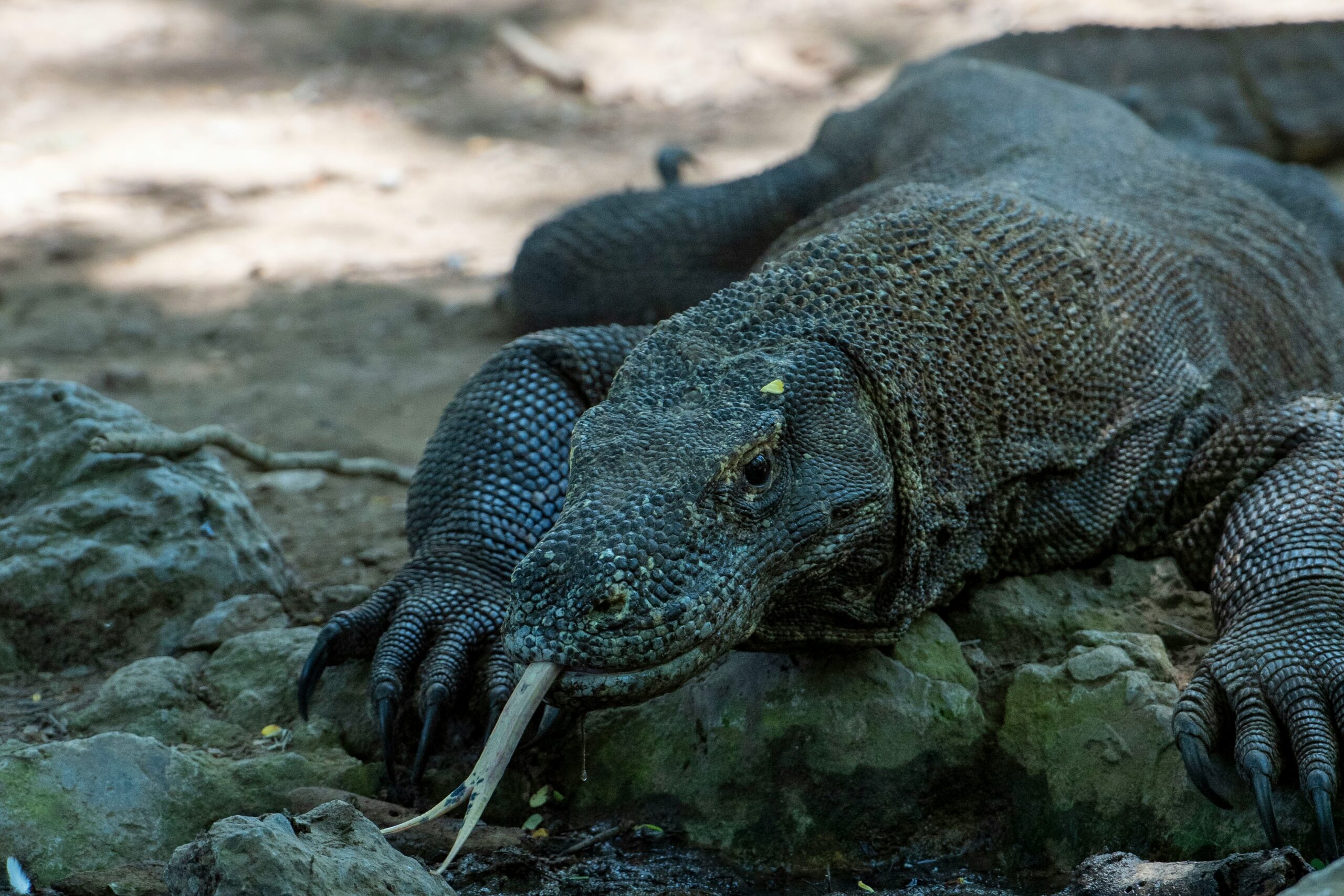 komodo national park