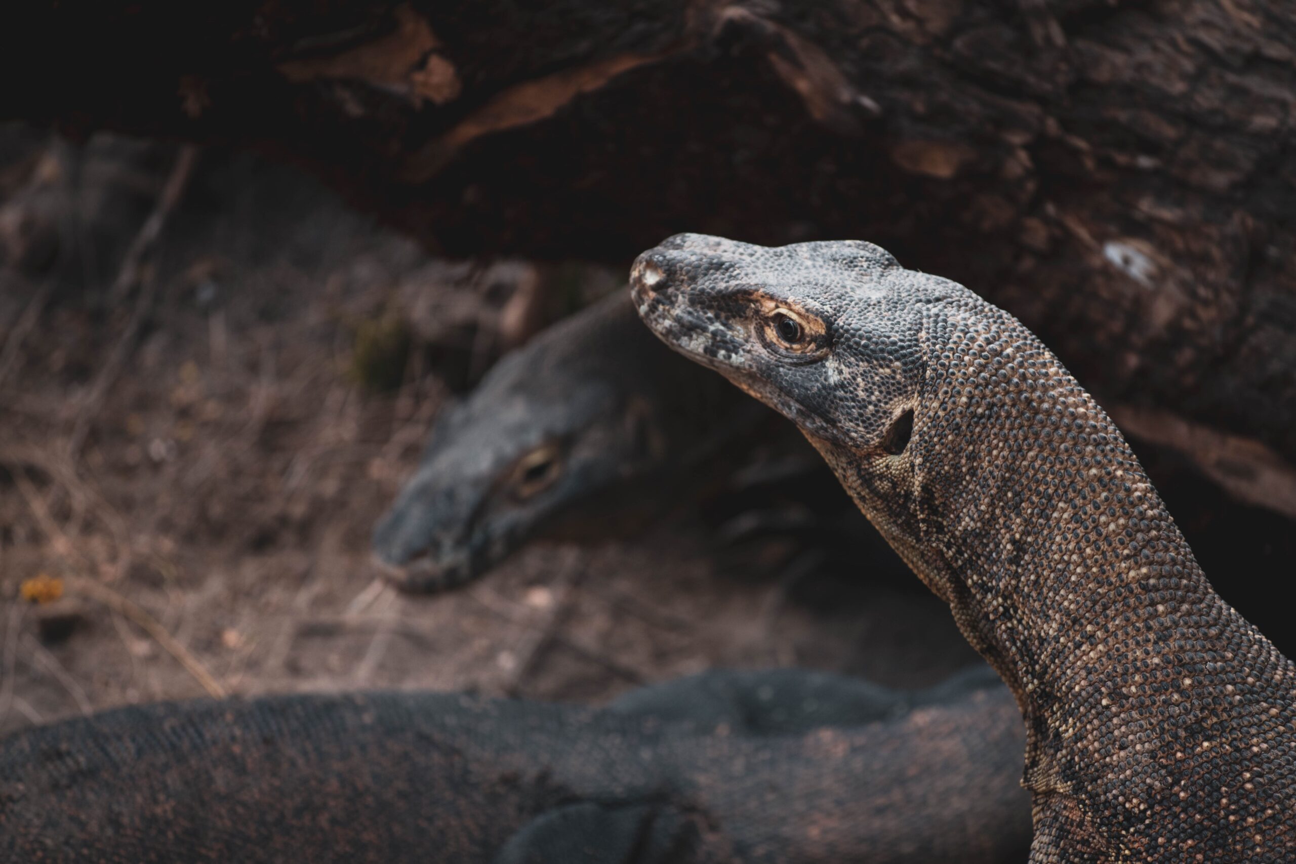 komodo