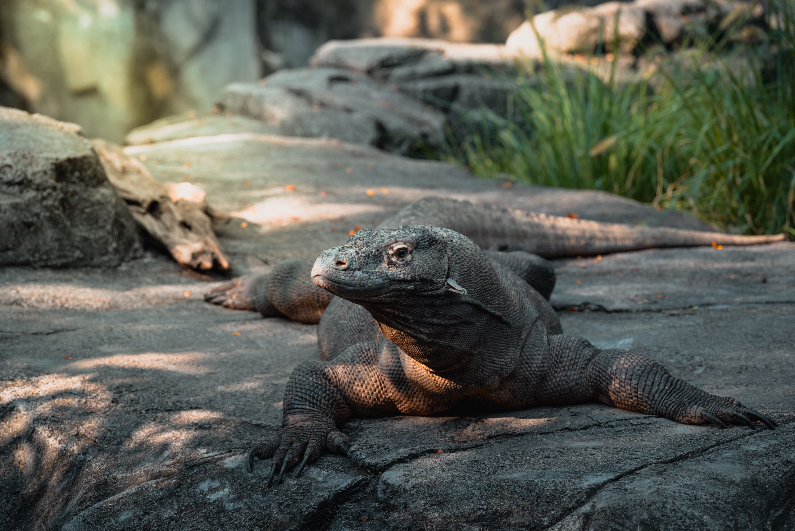 komodo dragon