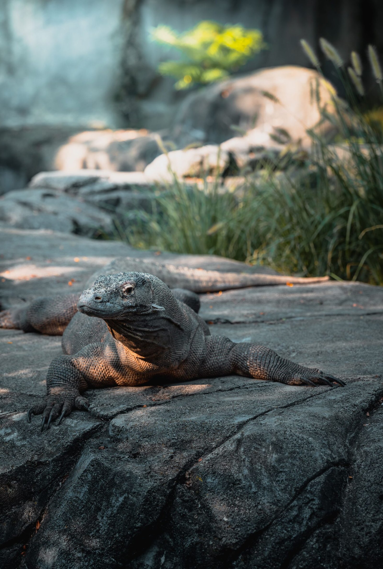 komodo