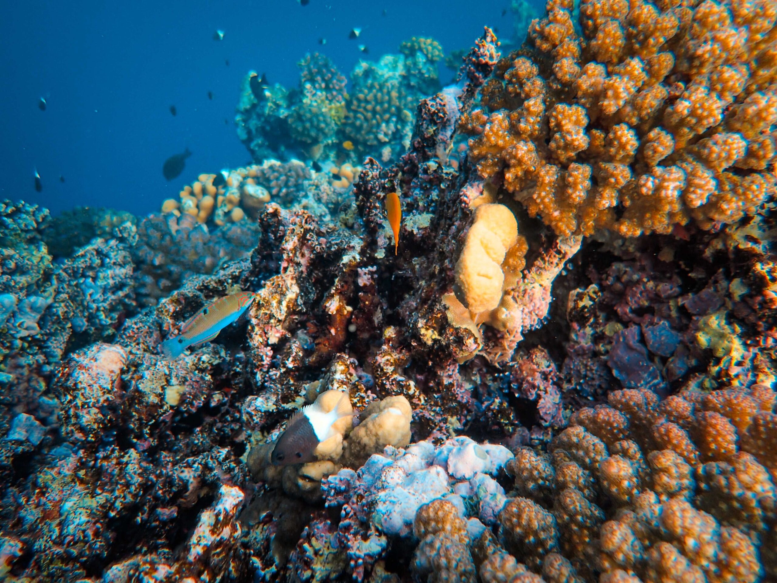 komodo national park