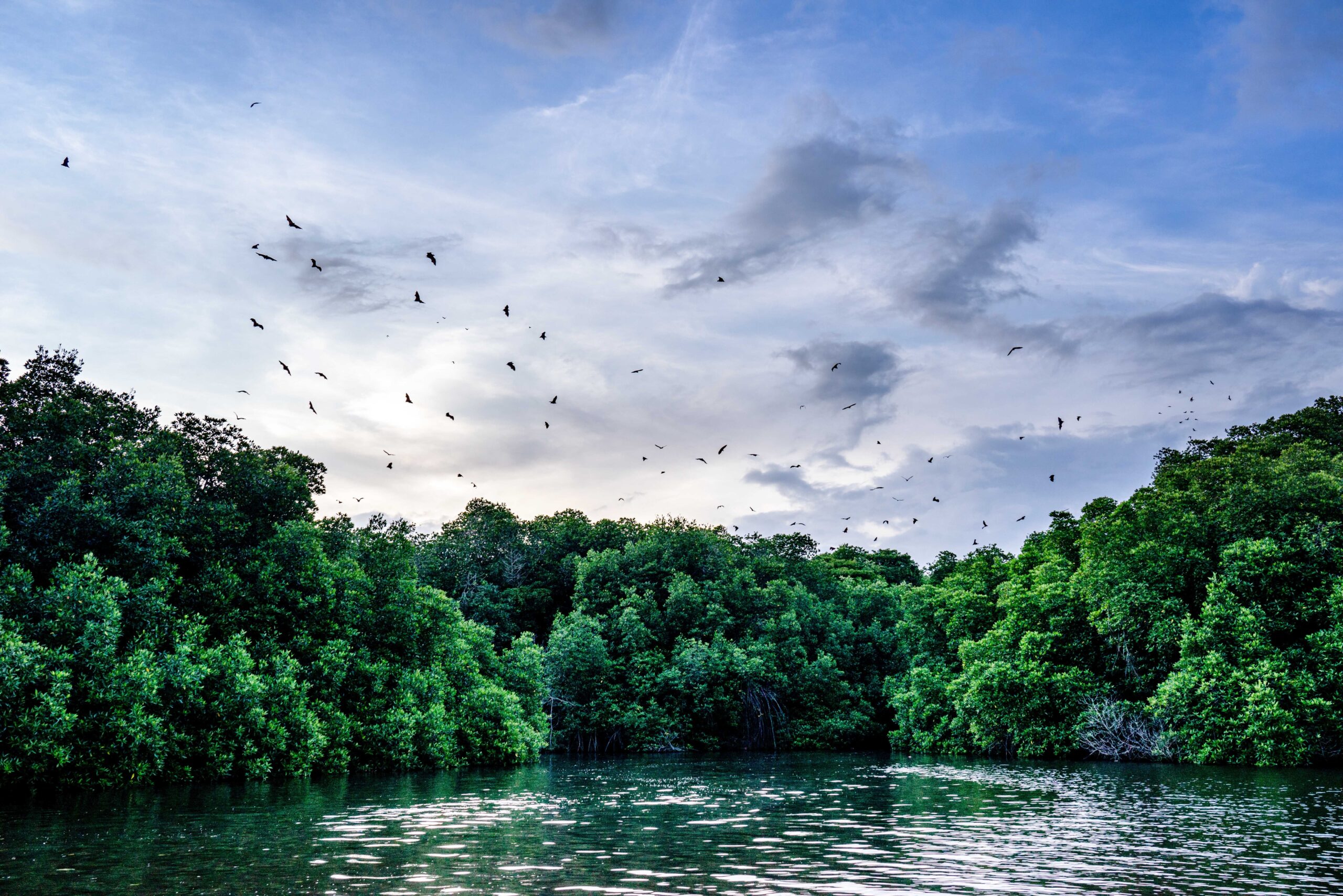 kalong island
