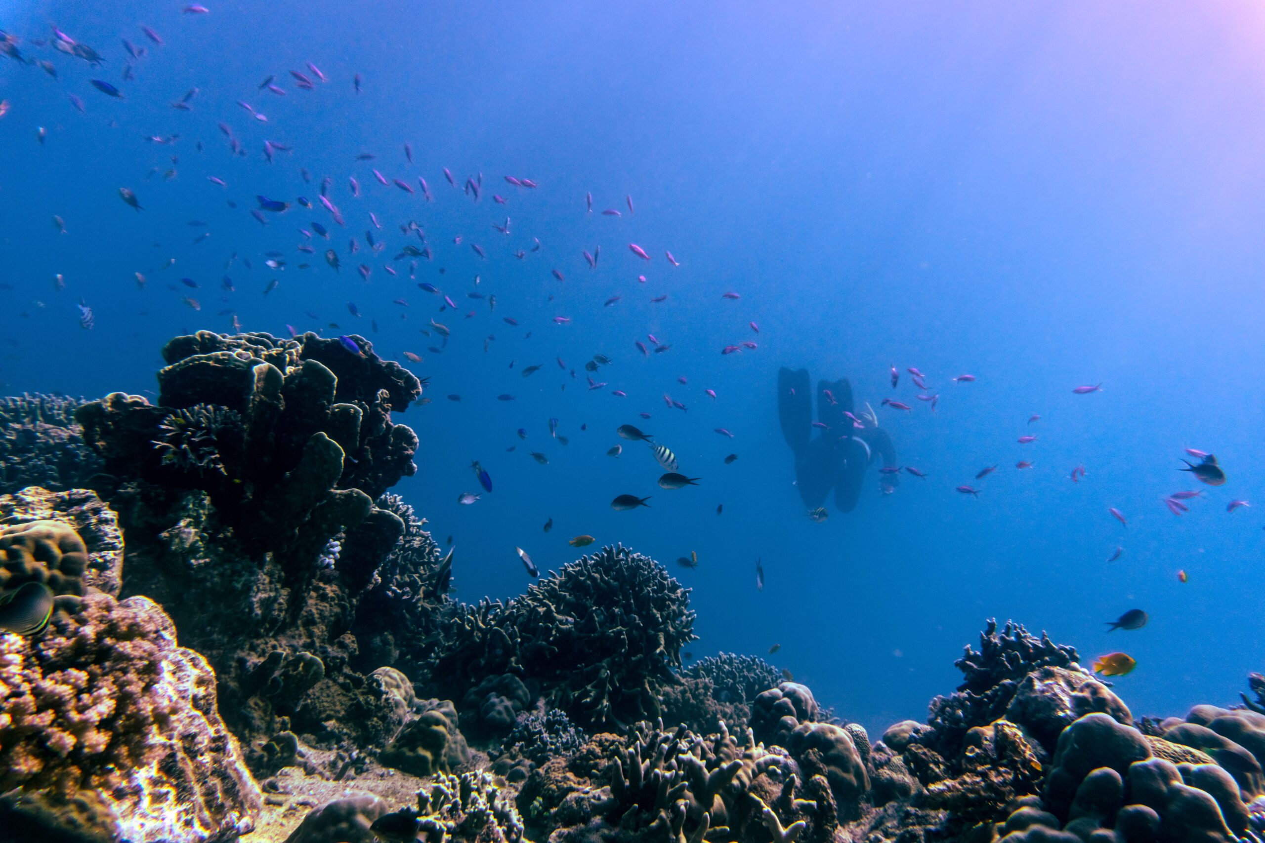 komodo national park