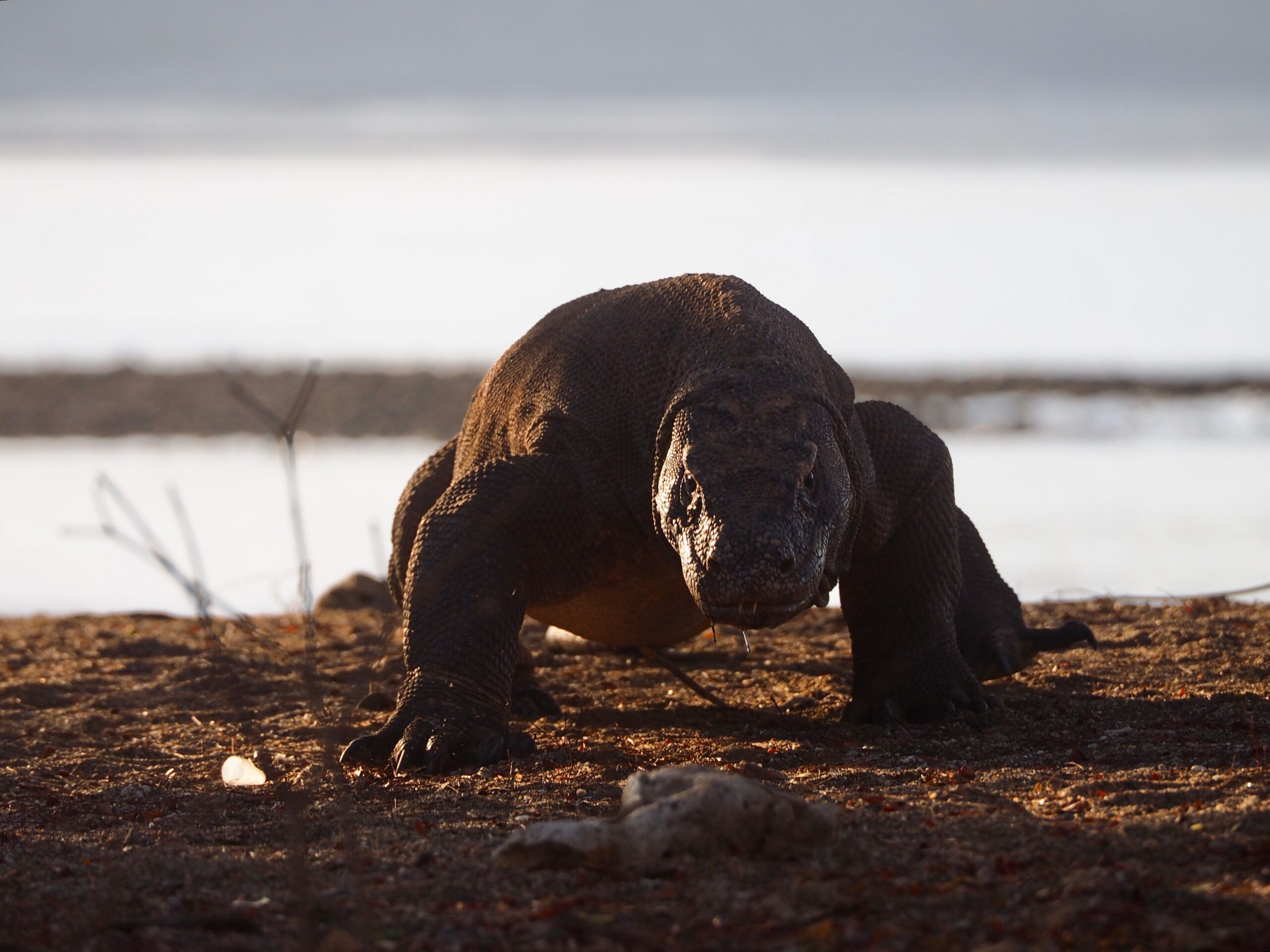 komodo day trip