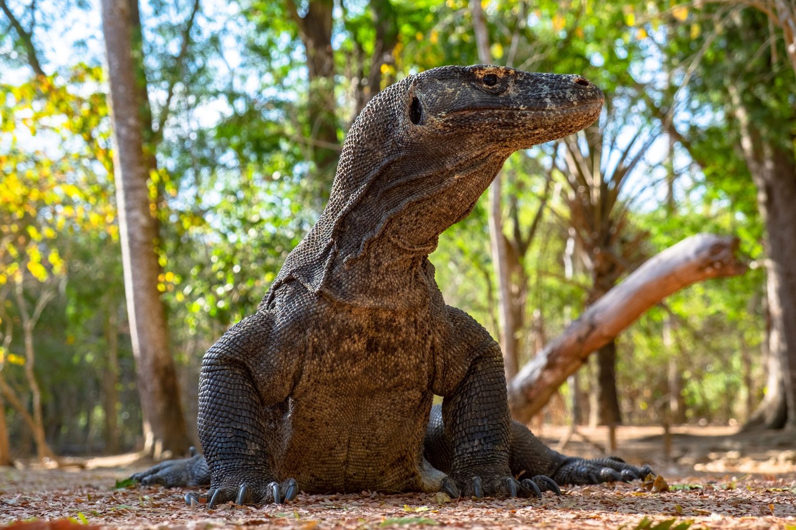 komodo tour