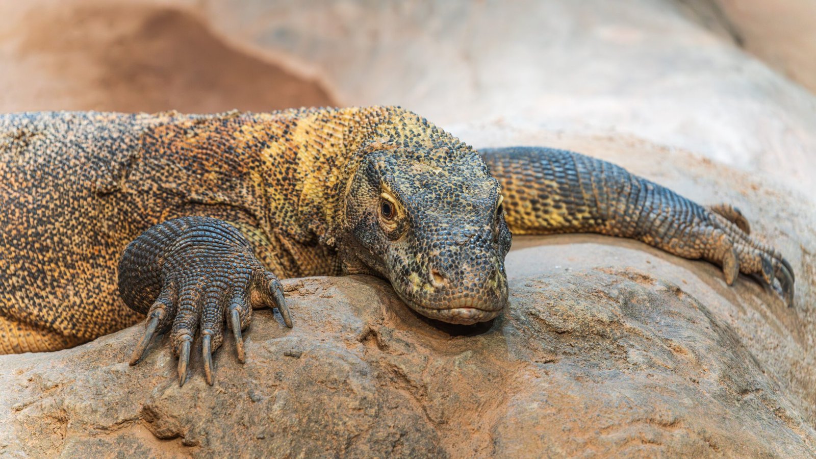 komodo