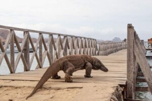 Komodo National Park travel tips