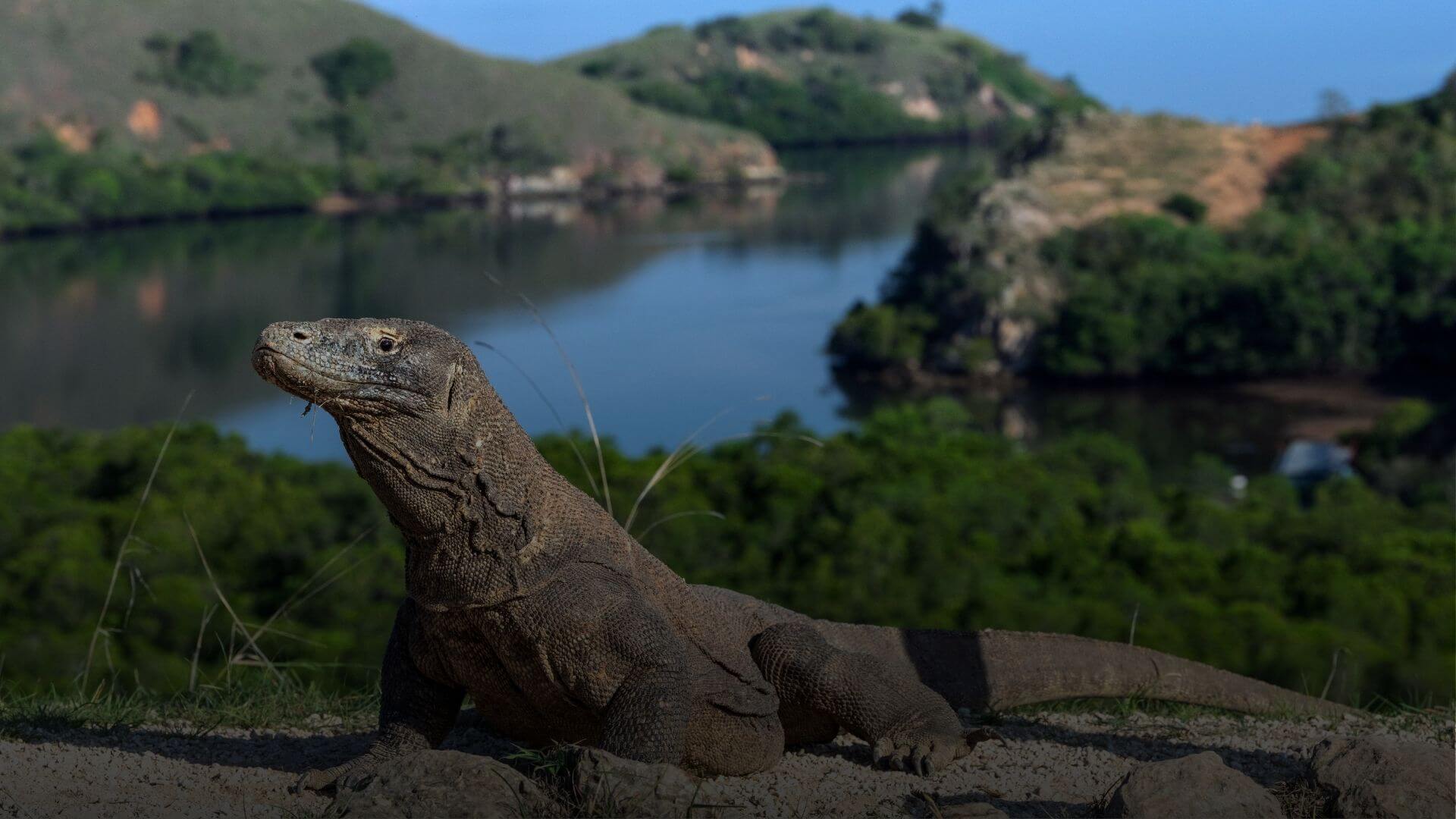 komodo dragon in komodo island side view