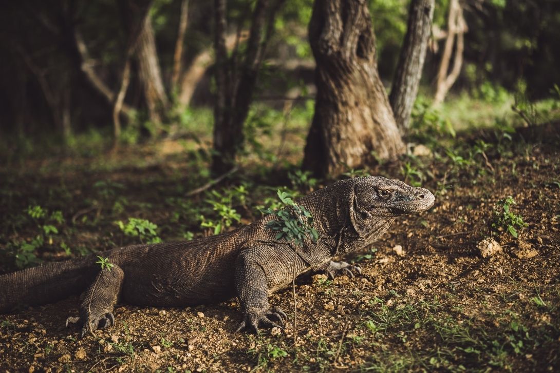 komodo dragon island indonesia day trip with archipelago