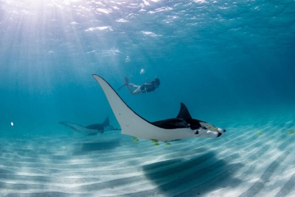 manta underwater view diver in mantapoint indonesia day trip tour
