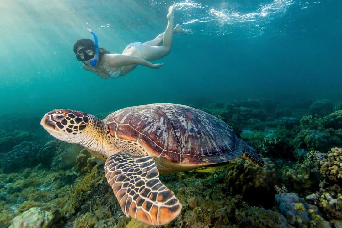 siaba bay snorkelling komodo island day trip tour