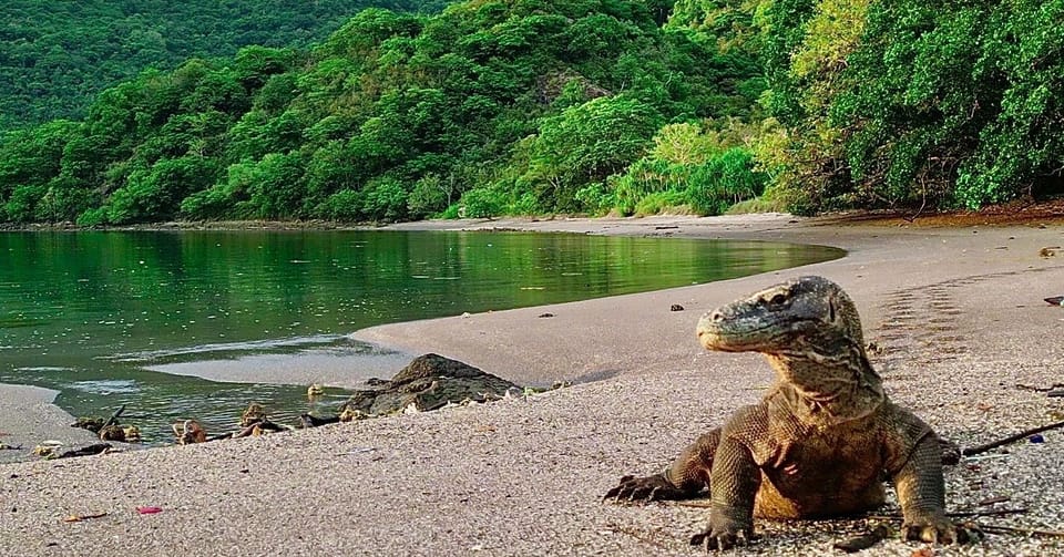 Komodo National Park Travel Tips