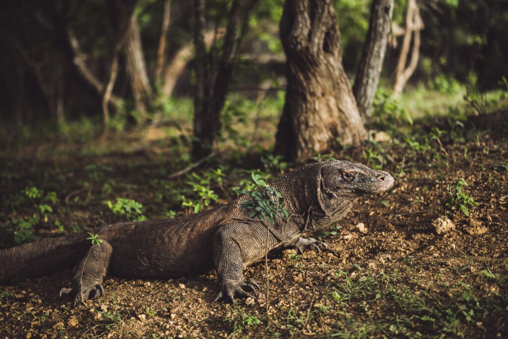 komodo island