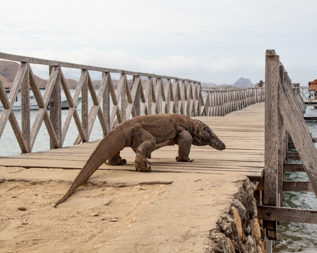 komodo