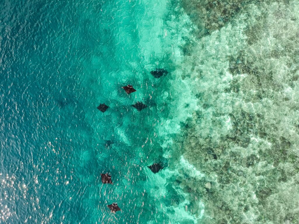 komodo island
