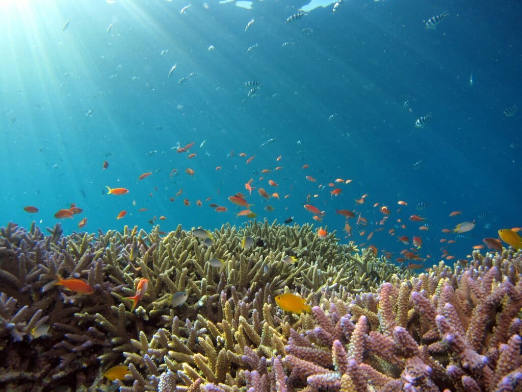 snorkeling