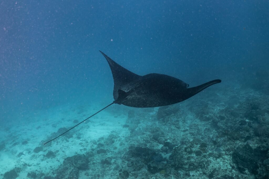 manta point