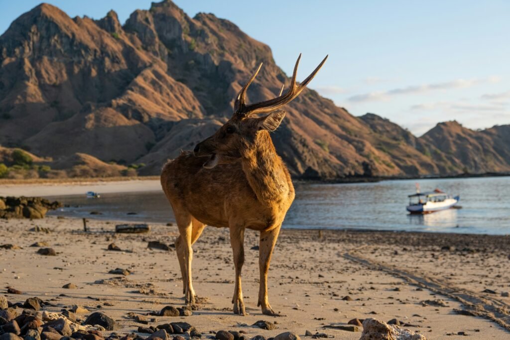 komodo travel guide