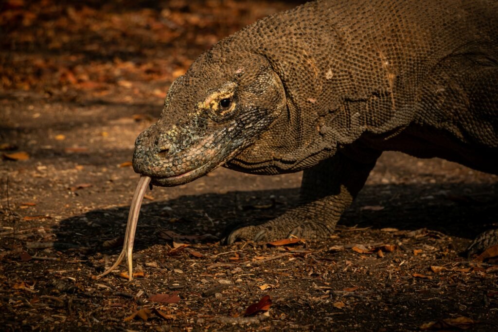 komodo national park