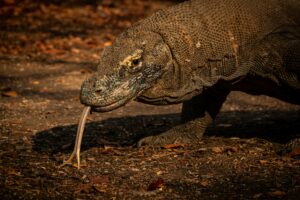 komodo national park
