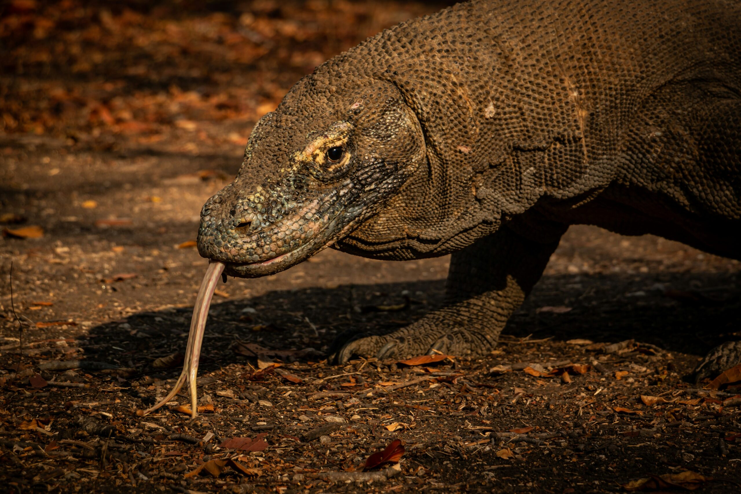 komodo national park