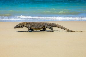 komodo national park