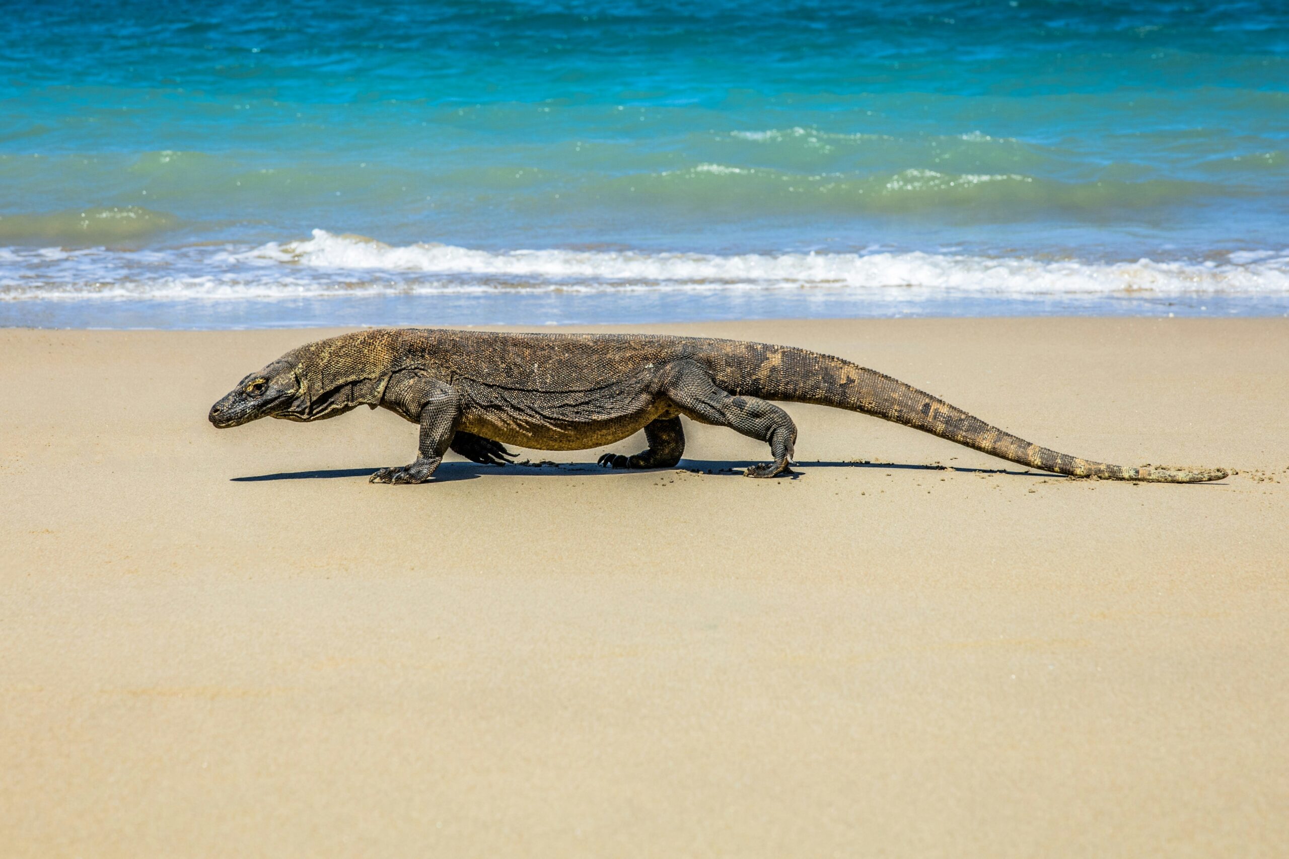 komodo national park