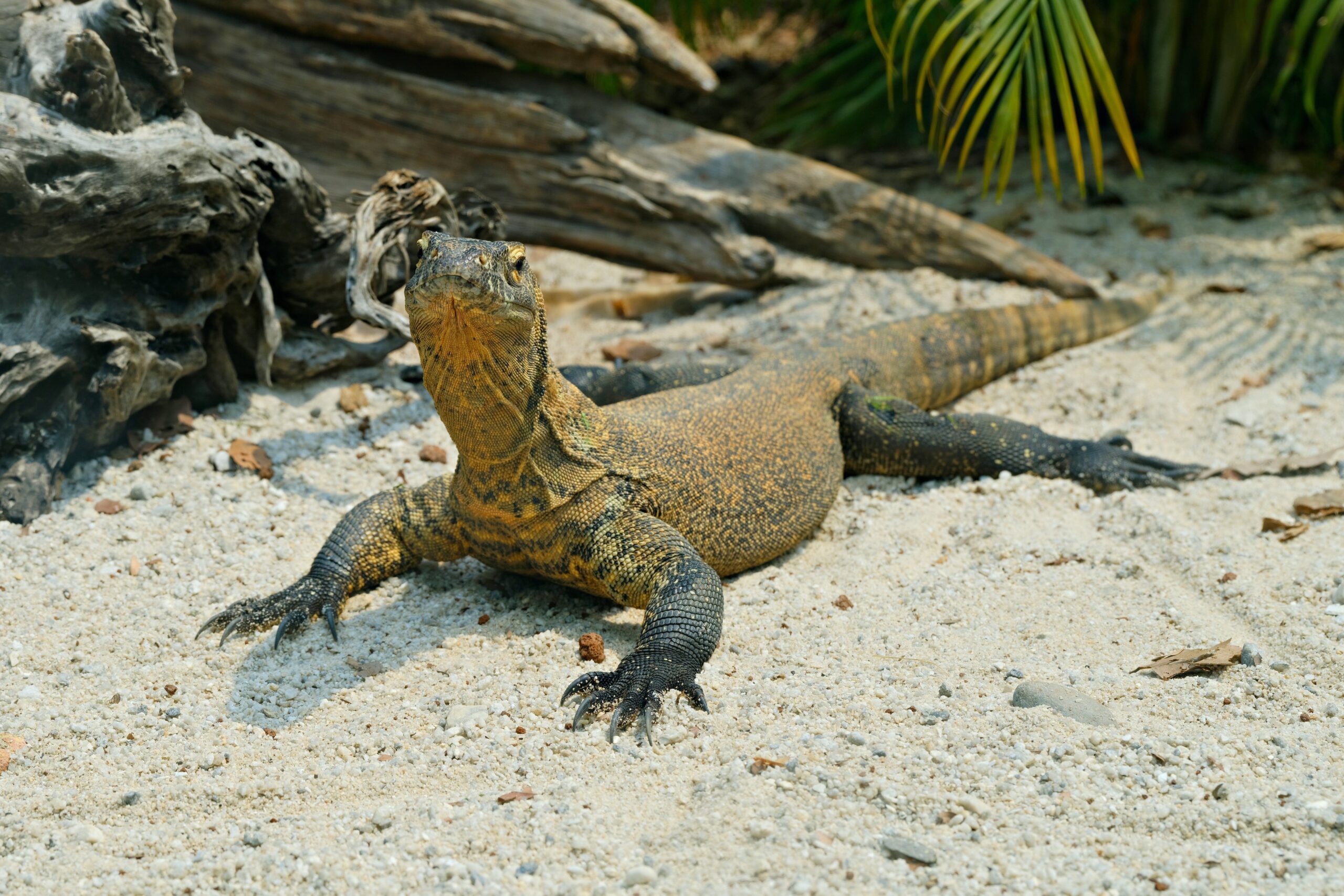 komodo national park