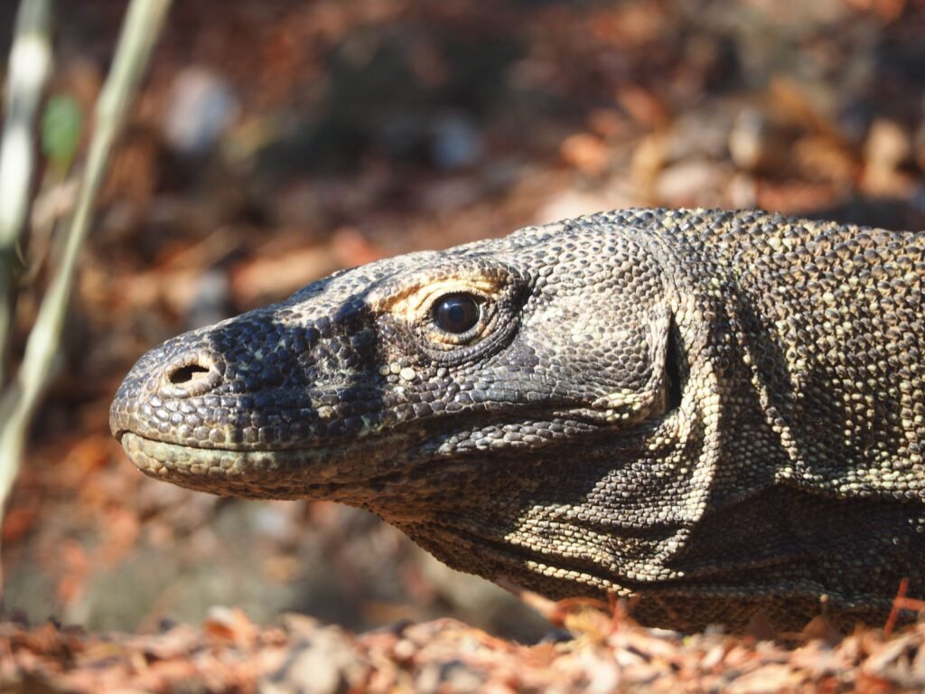 komodo national park