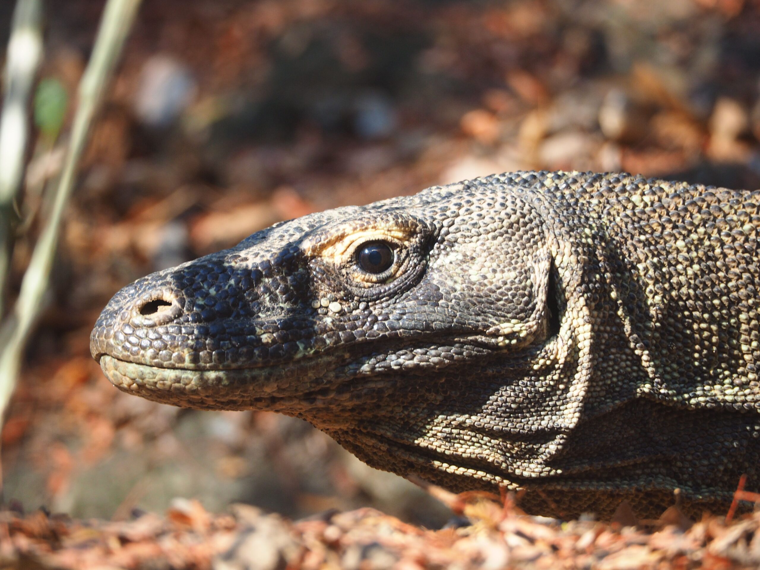 komodo national park