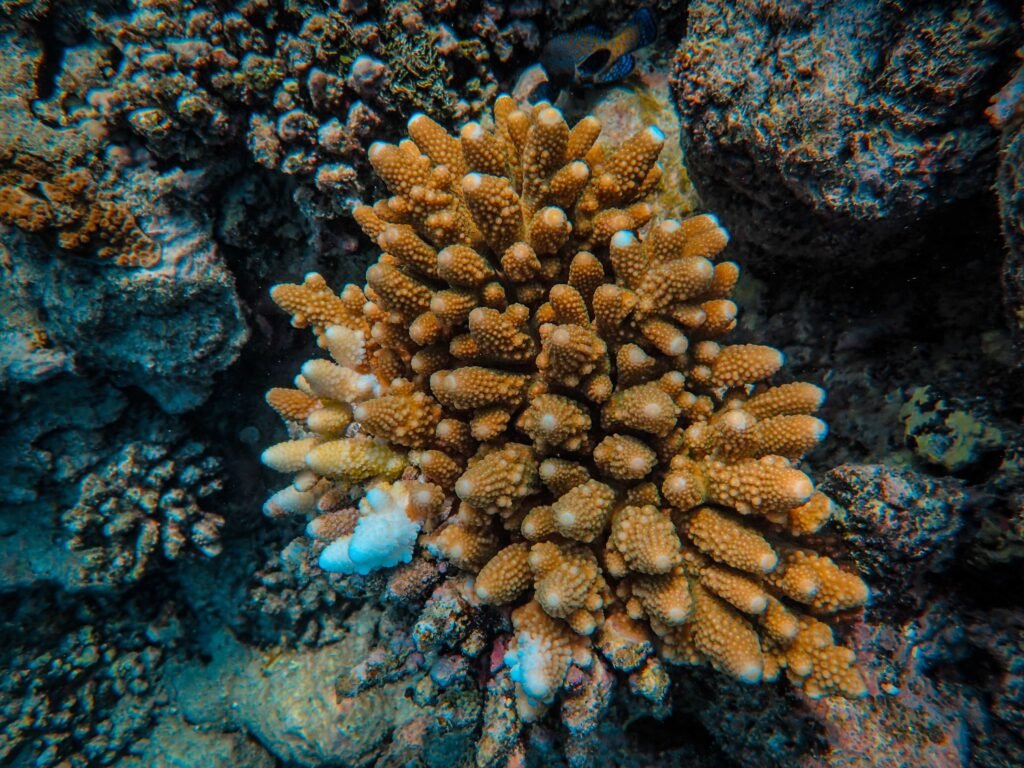 komodo