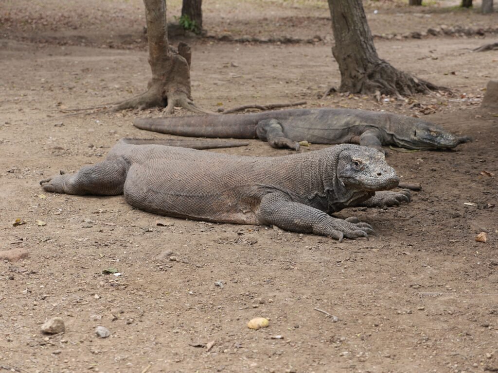 komodo national park
