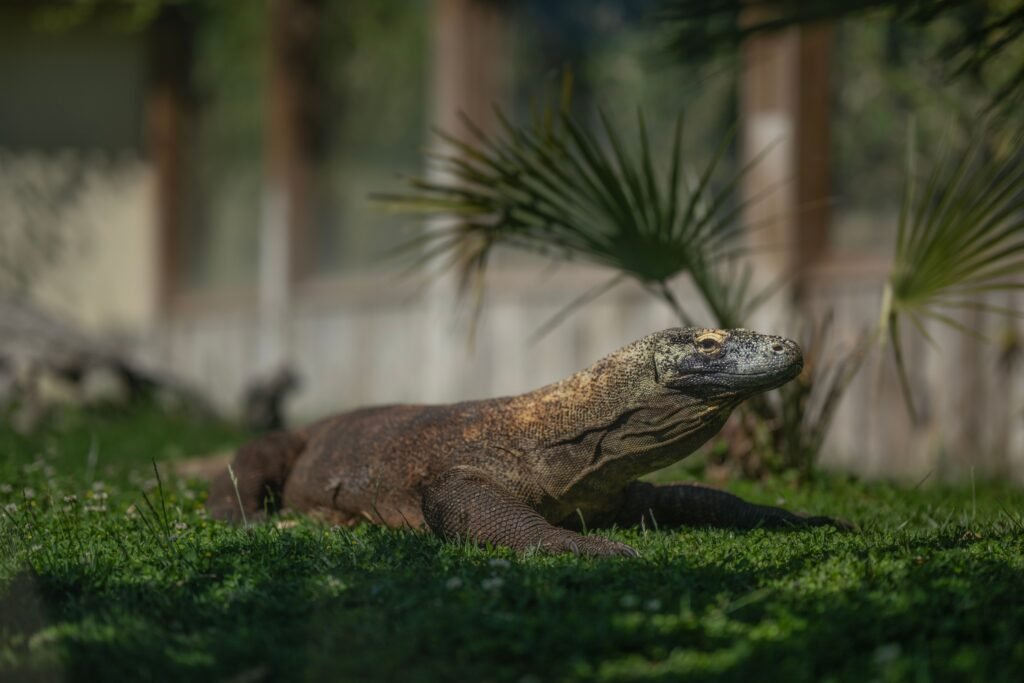 komodo
