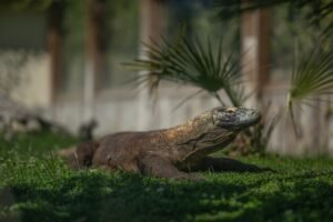 komodo