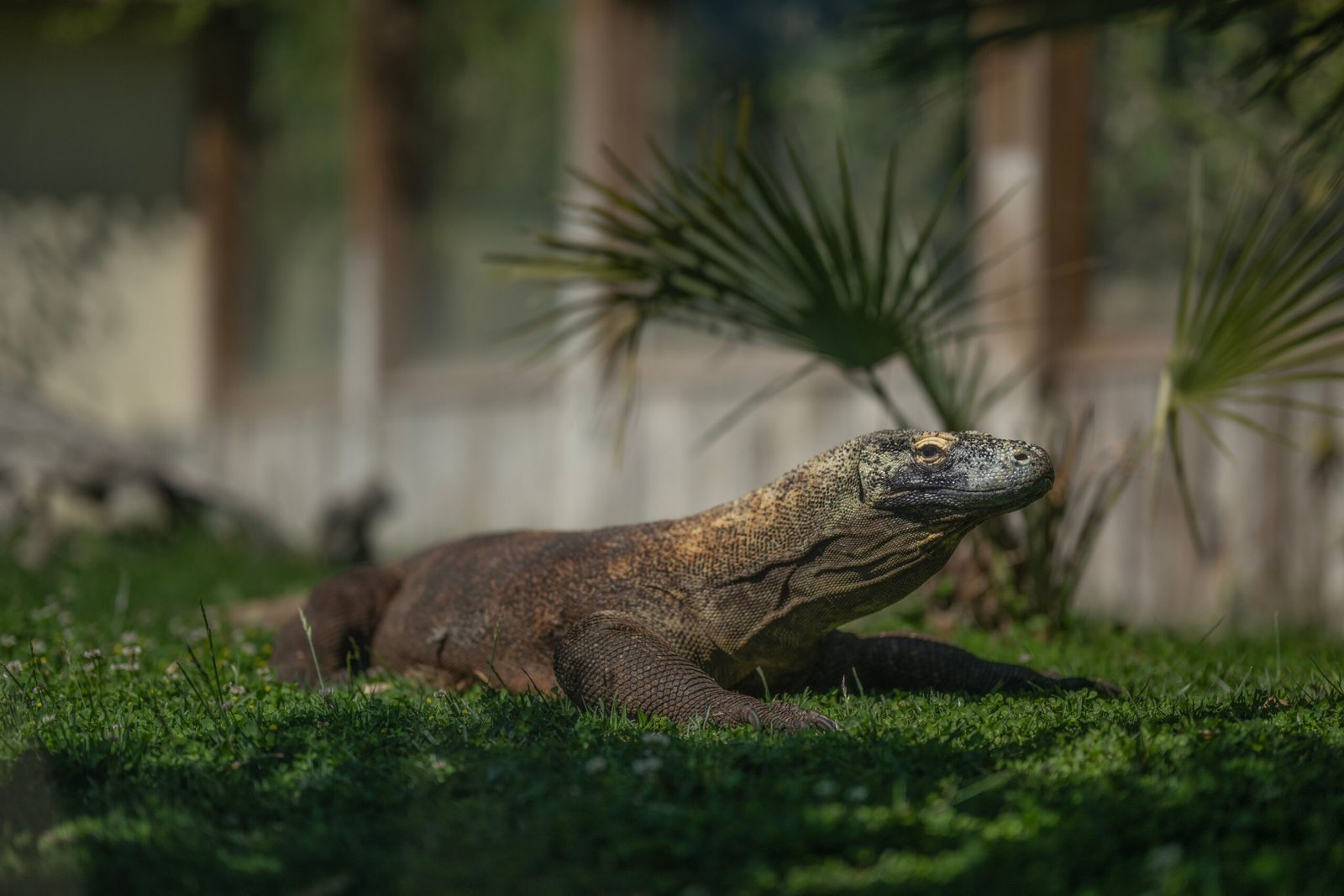 komodo