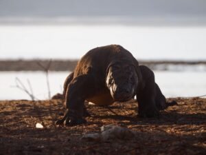 komodo day trip