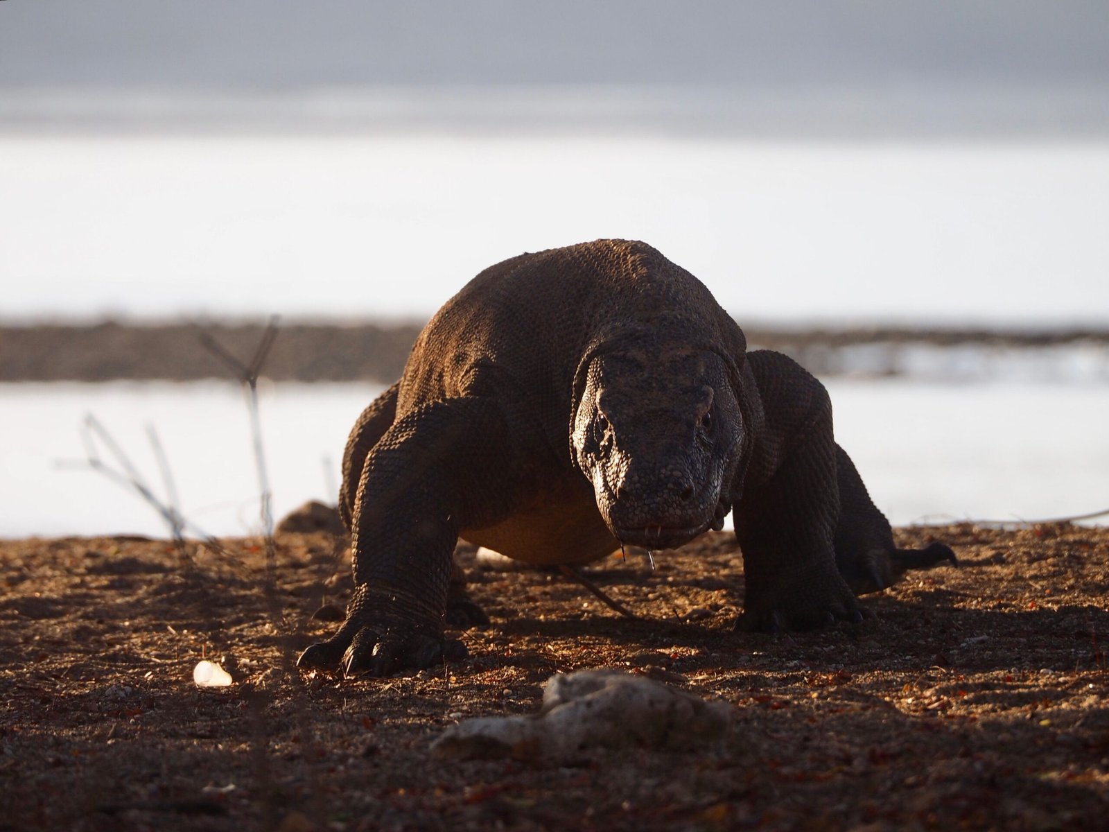 komodo day trip