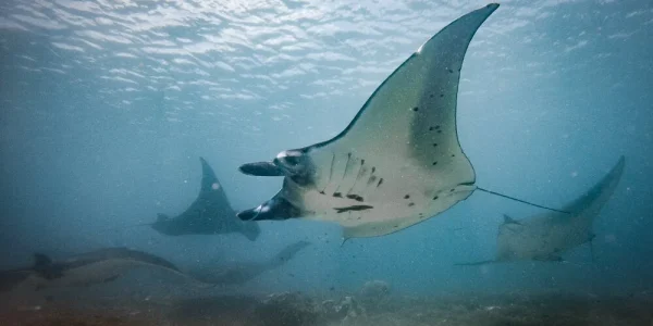 Scuba+Diving+with+Manta+Rays+in+Komodo+National+Park 141