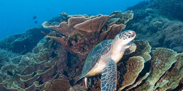 komodo august 2024 16 L